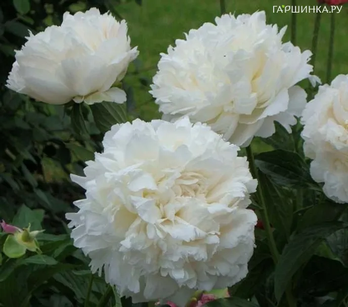 Пион Келвейс Глориус